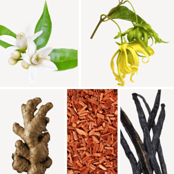 Duftnoten: Orangenblüte, Ylang-Ylang, Ingwer, Vanille, Sandelholz